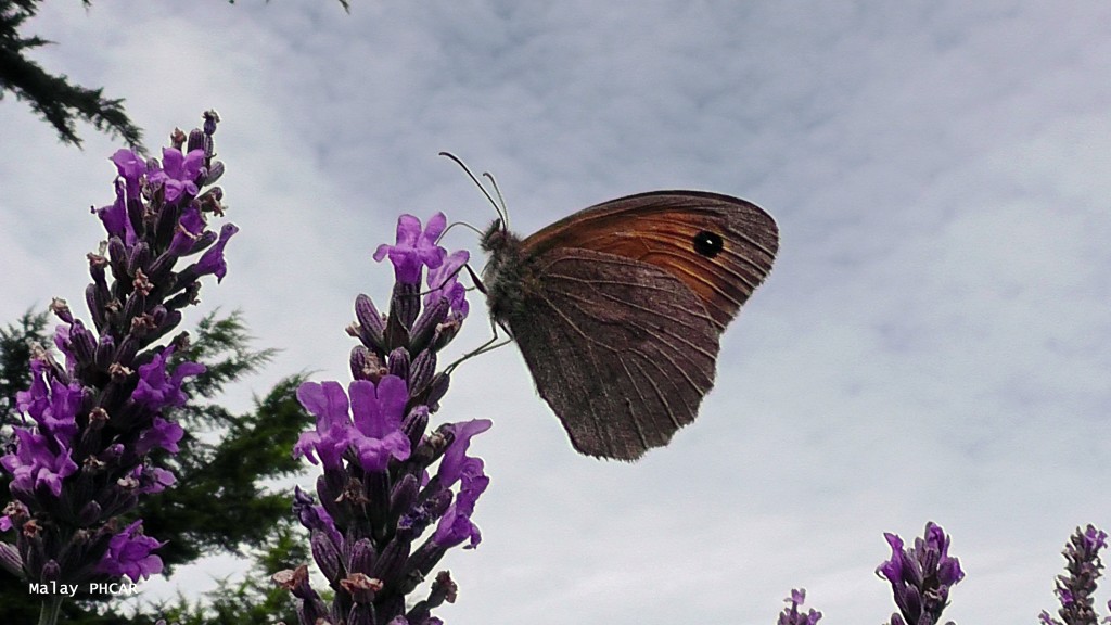 Le papillon, photo de Malay Phcar, pour M7France
