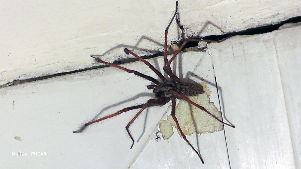 L'araignée qui partage notre demeure !