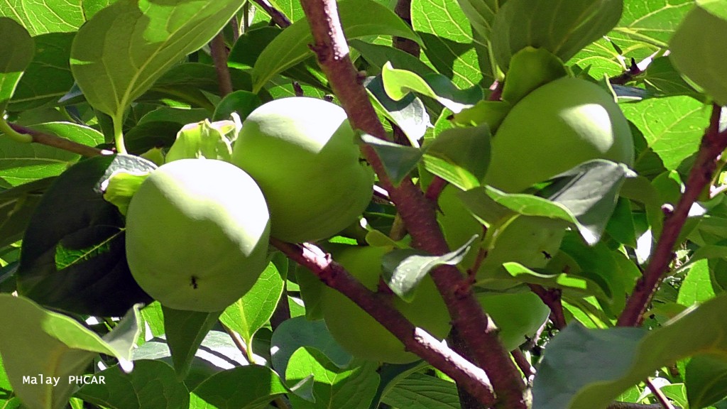 Le kaki, appelé aussi plaquemine du Japon, plaquemine de Chine, ou anciennement figue caque, est le fruit du plaqueminier du Japon, de la famille des Ébénacées L'arbre mesure de 5 à 10 mètres de haut.