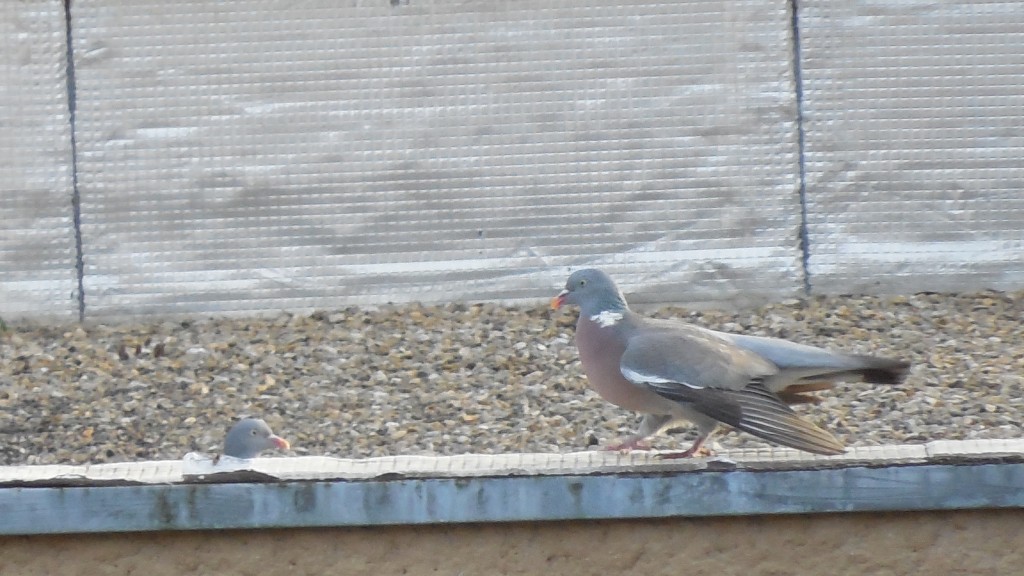 Combat de pigeons
