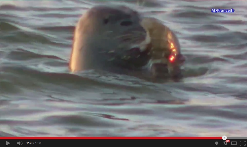 Un phoque pêche au port de Dives-sur-Mer, il venait de la Baie de Somme. L'animal est très malin, il se nourrit surtout de la sole, il ne repartira plus...