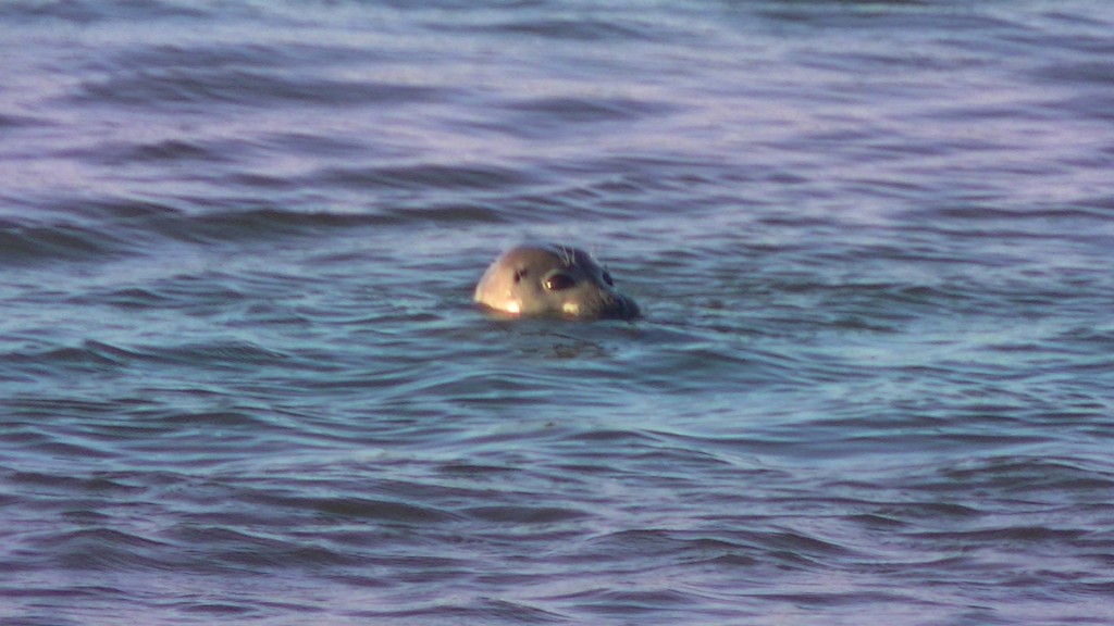 Un phoque au port de Dives