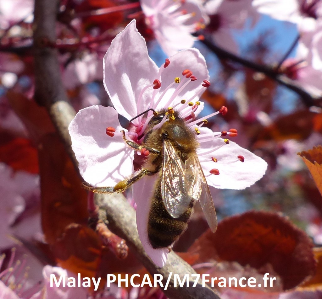 Une abeille butine les fleurs du cerisier, photo de Malay PHCAR/M7France.fr
