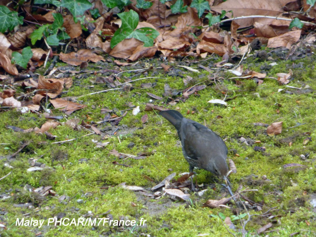 Oiseaux du jardin; Merle et son verre de terre ! Photos de Malay PHCAR/M7France.fr