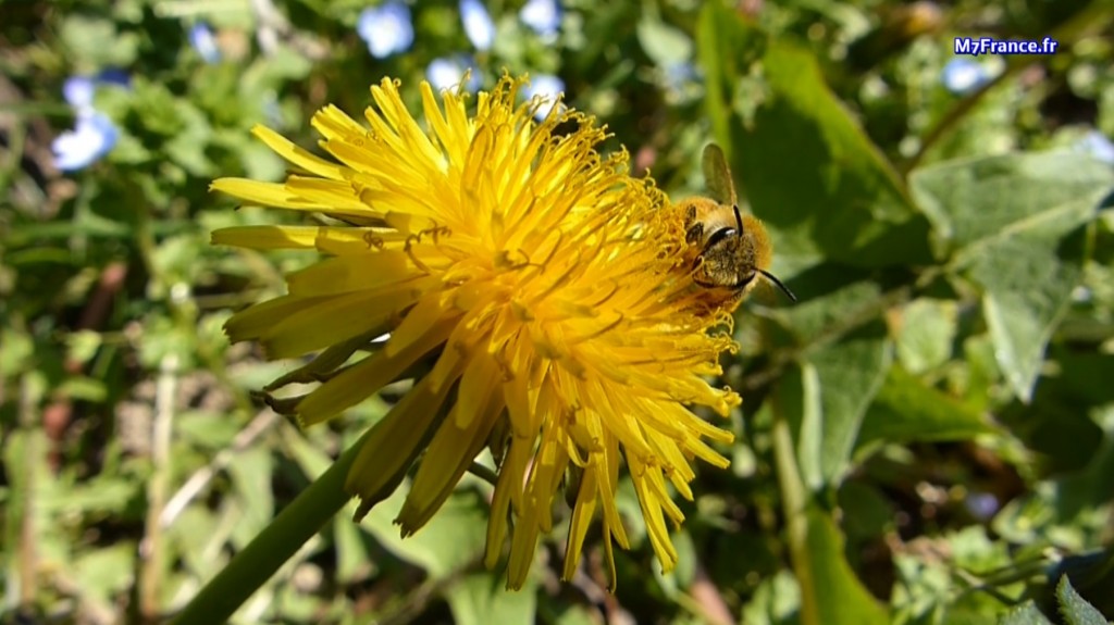Les fleurs de pissenlits peuvent aussi sauver les abeilles. Par Malay Phcar/M7France